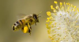 За първи път в България ще бъде излъчен документален филм за изчезването на пчелите