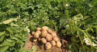ДФ Земеделие определи субсидиите за картофи