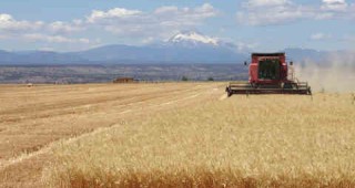 Очаква се до 4 млн. тона производство на пшеница у нас