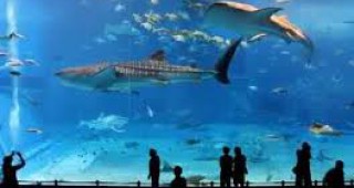 Огромен аквариум с 15 хиляди екземпляра беше открит в Турция