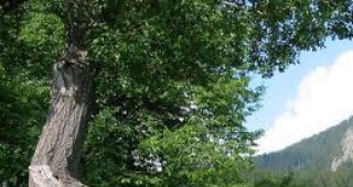 Седем вековни дървета в центъра на София бяха обявени за защитени