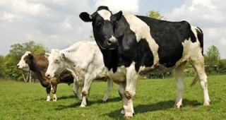 Млекопроизводителите ще искат среща с лидерите на Тройната коалиция