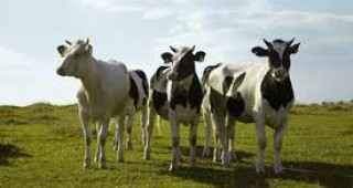 Изкупната цена на кравето мляко в Пазарджишко продължава да пада