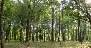 Дискусия във връзка със стопанисването и управлението на недържавните гори се проведе в Смолян