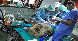 Нова уникална операция на мечка направиха в парка край Белица