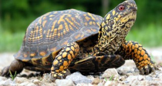 Над 150 костенурки пропълзяха по пистите на летище 