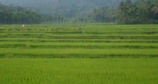 Учени откриха ген на ориз, който издържа на наводнения