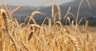 От днес Русия възобновява износа на зърно