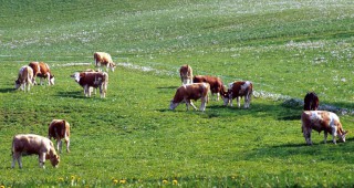 Отпадат ограниченията от областите Сливен, Варна, Шумен, Хасково, Ямбол и Кърджали във връзка със заболяването от шап по животните