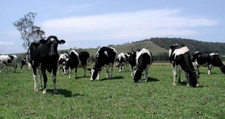 Фермери масово лъжат държавата с виртуални животни, за да вземат субсидии
