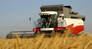 Преди жътвата цената на пшеницата падна