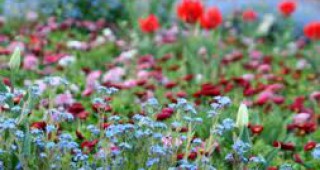 Български градинар ще представи свой проект на изложението за цветя 