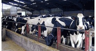 Животновъдите ще получават целогодишна вместо няколкомесечна субсидия при предаване на качествено мляко