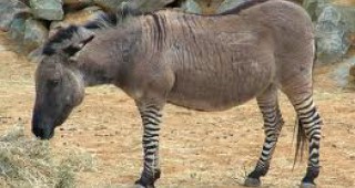 В Китай се роди животно, потомък на зебра и магаре