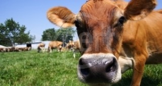 Млекопроизводителите искат безплатни ваксини за следващата година