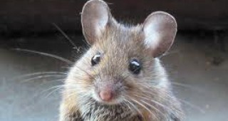 Нов вид мишка е била открита в Бразилия