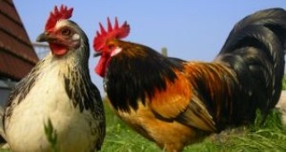 Съмнение за Нюкясълска болест при птици в община Враца