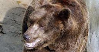 Лечението на мечката Бойка ще продължи с антибиотици
