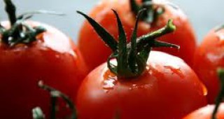 Няма наличие на препарати в доматите от Гоцеделчевско
