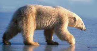 В родословното дърво на полярните мечки могат да бъдат открити следи от изчезнал вид кафяви мечки