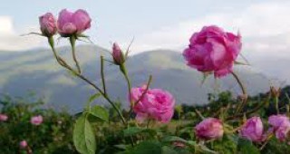 МЗХ предостави 50 корена българска роза за Mозаeчната градина в Лил
