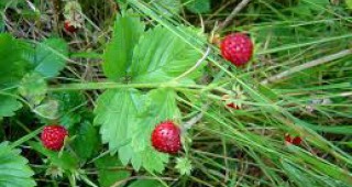 Най-скъпият горски плод в Смолянско са дивите ягоди