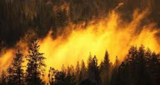 ИАГ засилва проверките за изпълнение на дейностите за защита на горите от пожари