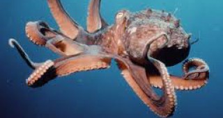 Варненският аквариум се сдоби с нов обитател - октоподче