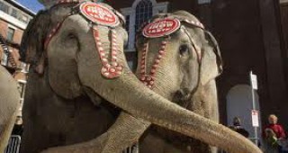 Два слона избягаха от цирк в Хановер