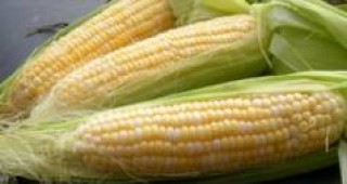 Китай купува рекордни количества царевица в опит да спре растящата инфлация