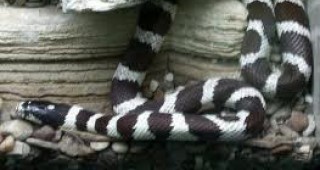Двуглава змия може да бъде видяна в зоологическа градина в Южна Украйна