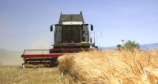 360 кг среден добив от пшеница очакват производителите в Пазарджишко