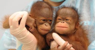Борнейски орангутани близнаци се родиха в Хонконг