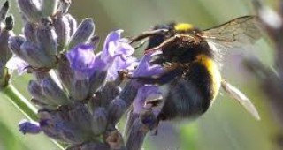 Канадски учени създадоха свръхвид пчели