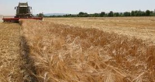 Ожъната е 48.83% от пшеницата на територията на област Пловдив