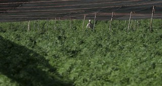 Откриха рекордно голяма плантация с марихуана в Мексико