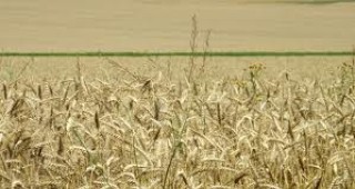 Във Великотърновска област са ожънати 77 437 декара пшеница