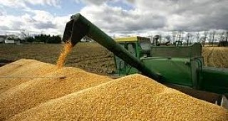 От днес започва интервенционното изкупуване на пшеница