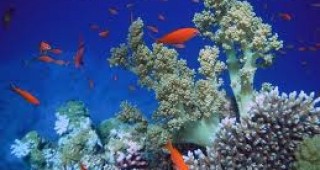 В Средиземно море откриха голям коралов риф