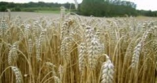 250 кг/дка е средният добив на пшеница в община Дупница