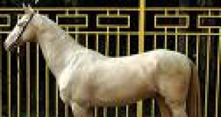 Туркменистан издаде книга за конете Ахал-теке