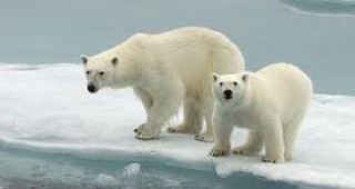 Белите мечки са заплашени от изчезване заради топенето на арктическия лед