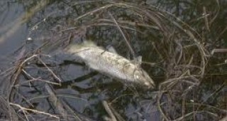 Рибата в Хасковско измира заради жегите