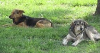 Два нови кучешки приюта ще бъдат изградени в София