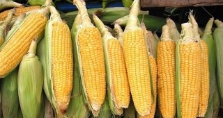 Цената на царевицата с най-значителен ръст сред зърнените култури?