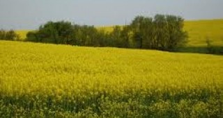 Със зърнени и технически култури в Пазарджишка област са заети над 160 хиляди декара земя