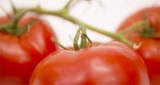Уникален антиоксидант произвеждат доматите