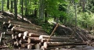 Горските структури контролират добива на дървесина от частни гори