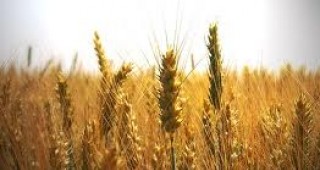 300 кг/дка e средният добив на пшеница в община Сапарева баня