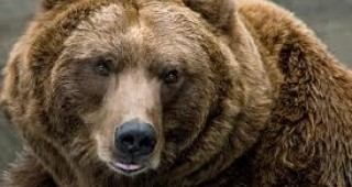 В Аляска мечка гризли нападна група тинейджъри